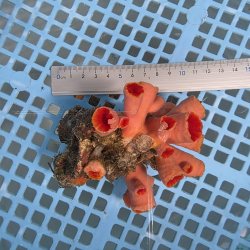 画像3: 《近海産海洋生物》オオエダキサンゴ（画像の個体です）001