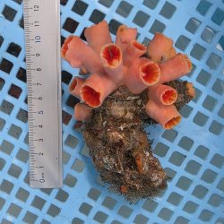 画像3: 《近海産海洋生物》オオエダキサンゴ（画像の個体です）001