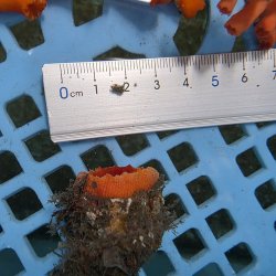 画像3: 《近海産海洋生物》ハナタテ（Mサイズ）001