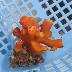 画像1: 《近海産海洋生物》エントウキサンゴ（画像の個体です）001