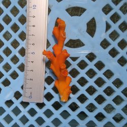 画像3: 《近海産海洋生物》オキノセキサンゴ（画像の個体です）001