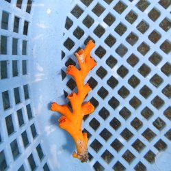画像2: 《近海産海洋生物》オキノセキサンゴ（画像の個体です）001