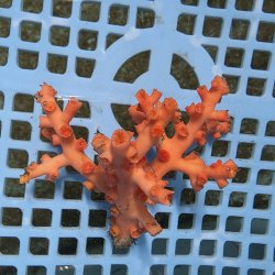 画像2: 《近海産海洋生物》ボシュマキサンゴ（画像の個体です）001