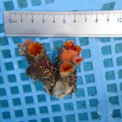画像3: 《近海産海洋生物》オオエダキサンゴ（画像の個体です）001