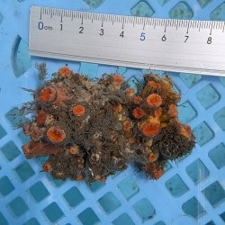 画像3: 《近海産海洋生物》ナガイボヤギ（画像の個体です）001
