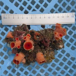画像3: 《近海産海洋生物》オオエダキサンゴ（画像の個体です）001