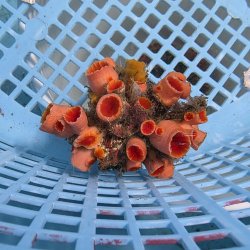 画像1: 《近海産海洋生物》オオエダキサンゴ（画像の個体です）001