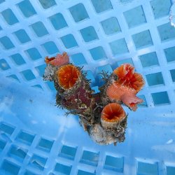 画像2: 《近海産海洋生物》オオエダキサンゴ（画像の個体です）001