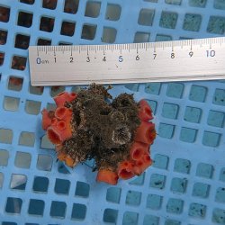 画像3: 《近海産海洋生物》タバネイボヤギ（画像の個体です）001