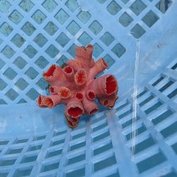 画像1: 《近海産海洋生物》オオエダキサンゴ（画像の個体です）001