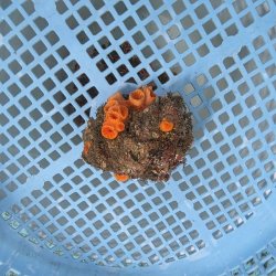 画像1: 《近海産海洋生物》オオイボヤギ（画像の個体です）001