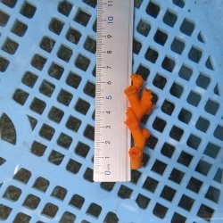 画像2: 《近海産海洋生物》オキノセキサンゴ（画像の個体です）001