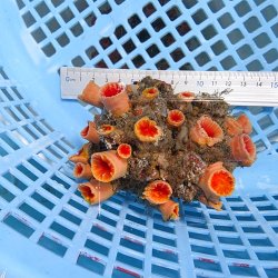画像3: 《近海産海洋生物》オオエダキサンゴ（画像の個体です）001