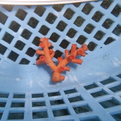 画像1: 《近海産海洋生物》ボシュマキサンゴ（画像の個体です）001