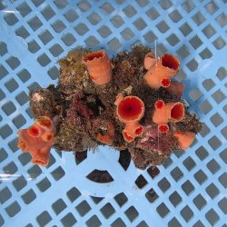 画像1: 《近海産海洋生物》オオエダキサンゴ（画像の個体です）001