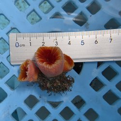 画像2: 《近海産海洋生物》ハナタテ（M1個SM2個付き）001‥強い光は必要ありません（室内灯程度で十分です）