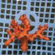 《近海産海洋生物》ボシュマキサンゴ（画像の個体です）001‥強い光は必要ありません（室内灯程度で十分です）