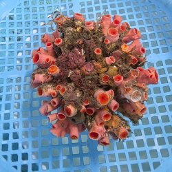 画像3: 《近海産海洋生物》オオエダキサンゴ（画像の個体です）001