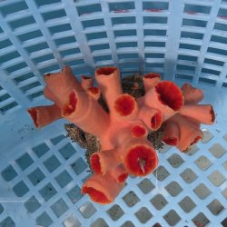 画像1: 《近海産海洋生物》オオエダキサンゴ（画像の個体です）001