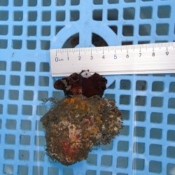 画像3: 《近海産海洋生物》ナンヨウキサンゴ（画像の個体です）001
