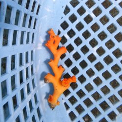 画像1: 《近海産海洋生物》オキノセキサンゴ（画像の個体です）001