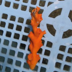 画像2: 《近海産海洋生物》オキノセキサンゴ（画像の個体です）001