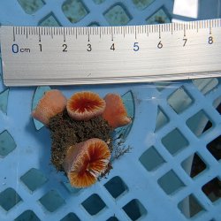 画像3: 《近海産海洋生物》ハナタテ（M4本付き）001