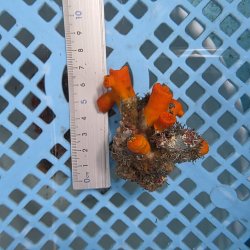画像3: 《近海産海洋生物》エントウキサンゴ（画像の個体です）001