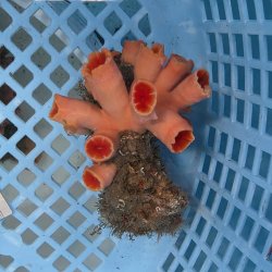 画像2: 《近海産海洋生物》オオエダキサンゴ（画像の個体です）001