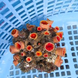 画像2: 《近海産海洋生物》オオエダキサンゴ（画像の個体です）001
