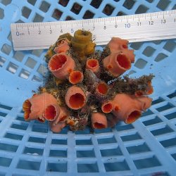 画像3: 《近海産海洋生物》オオエダキサンゴ（画像の個体です）001