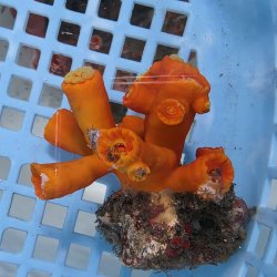 画像3: 《近海産海洋生物》エントウキサンゴ（画像の個体です）001