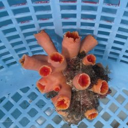 画像1: 《近海産海洋生物》オオエダキサンゴ（画像の個体です）001