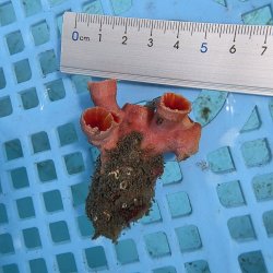 画像2: 《近海産海洋生物》オオエダキサンゴ（画像の個体です）001