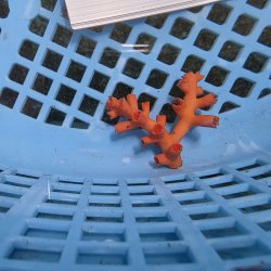 画像2: 《近海産海洋生物》ボシュマキサンゴ（画像の個体です）001