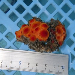画像3: 《近海産海洋生物》イボヤギ（画像の個体です）001