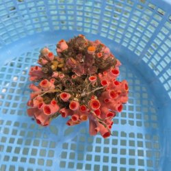 画像2: 《近海産海洋生物》オオエダキサンゴ（画像の個体です）001