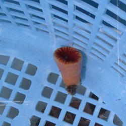 画像2: 《近海産海洋生物》ハナタテ（Mサイズ）001