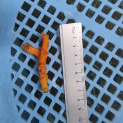 画像3: 《近海産海洋生物》オキノセキサンゴ（画像の個体です）001