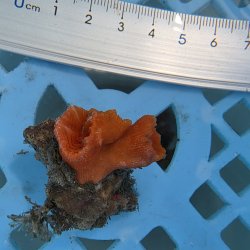 画像2: 《近海産海洋生物》キサンゴの仲間（画像の個体です）001