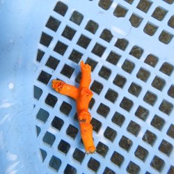 画像2: 《近海産海洋生物》オキノセキサンゴ（画像の個体です）001