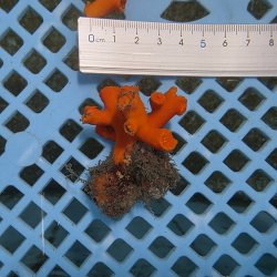 画像4: 《近海産海洋生物》エントウキサンゴ（画像の個体です）001