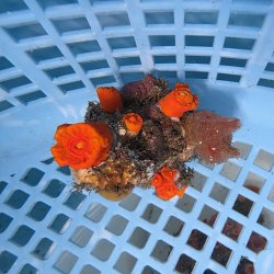 画像1: 《近海産海洋生物》エントウキサンゴ（画像の個体です）001