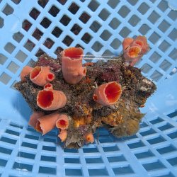 画像2: 《近海産海洋生物》オオエダキサンゴ（画像の個体です）001