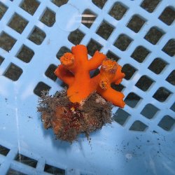 画像3: 《近海産海洋生物》エントウキサンゴ（画像の個体です）001