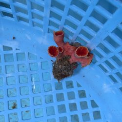 画像1: 《近海産海洋生物》オオエダキサンゴ（画像の個体です）001