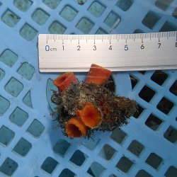 画像3: 《近海産海洋生物》オオエダキサンゴ（画像の個体です）001