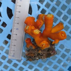 画像4: 《近海産海洋生物》エントウキサンゴ（画像の個体です）001