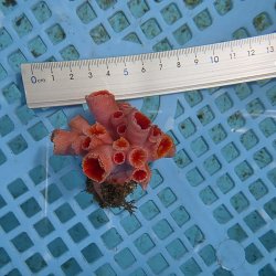 画像3: 《近海産海洋生物》オオエダキサンゴ（画像の個体です）001