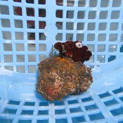 画像2: 《近海産海洋生物》ナンヨウキサンゴ（画像の個体です）001